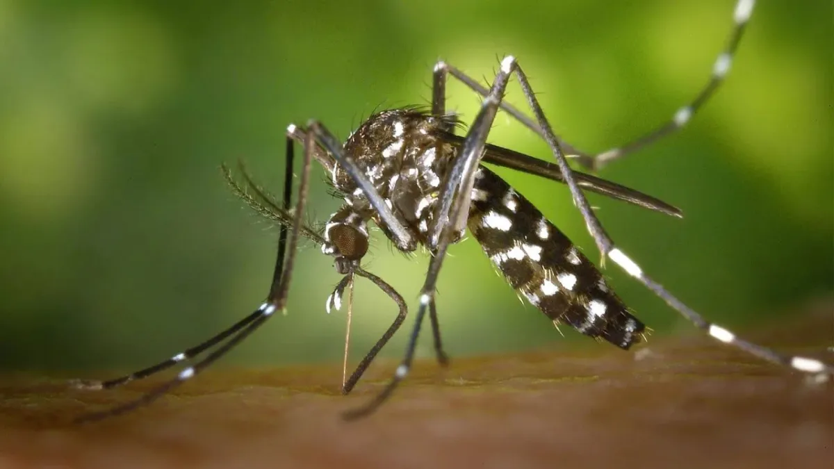 Accertato un caso di dengue a Terni. Eseguita disinfestazione urgente nella notte