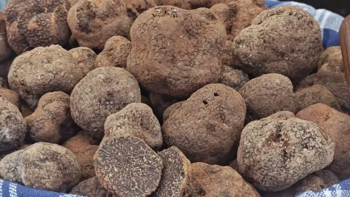 Tartufo, a Città di Castello la passione è di famiglia: i Cenci nei boschi con cani e vanghino
